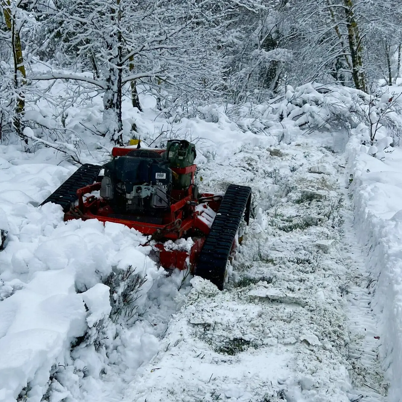 Ginster im Schnee mulchen